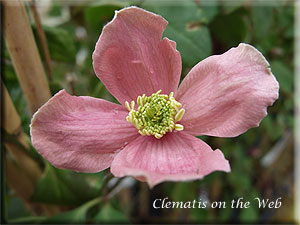 Clematis photograph