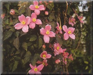 Clematis photograph