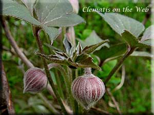 Clematis photograph