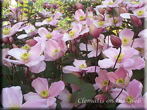 Clematis photograph