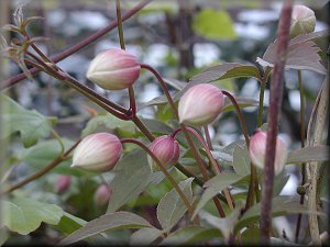 Clematis photograph