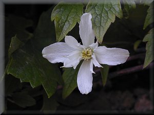 Clematis photograph