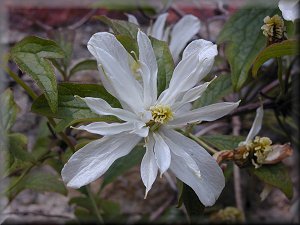 Clematis photograph