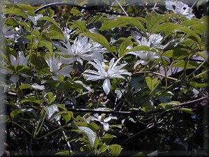 Clematis photograph