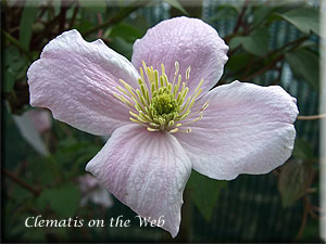 Clematis photograph