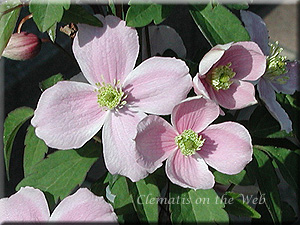 Clematis photograph