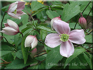 Clematis photograph