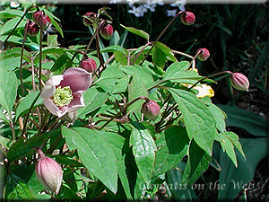 Clematis photograph