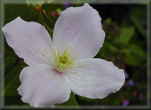 Clematis photograph