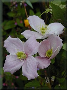 Clematis photograph