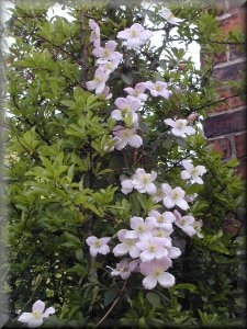 Clematis photograph