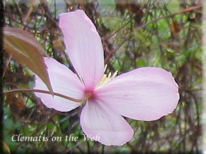 Clematis photograph