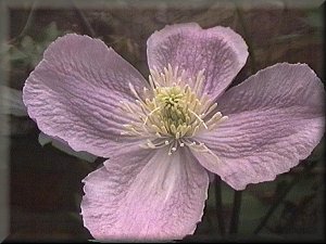 Clematis photograph