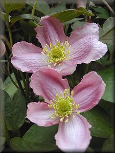 Clematis photograph