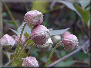 Clematis photograph