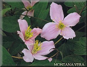 Clematis photograph