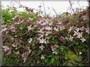 Clematis photograph