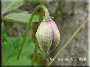 Clematis photograph