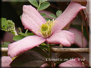 Clematis photograph