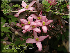 Clematis photograph