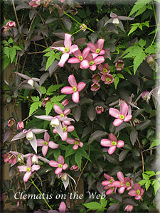 Clematis photograph