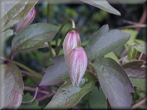 Clematis photograph