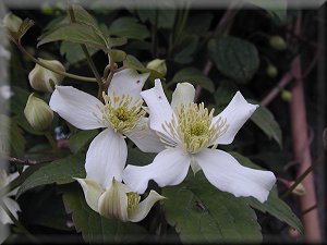 Clematis photograph