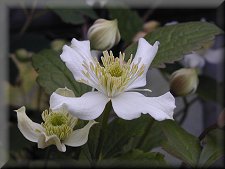 Clematis photograph