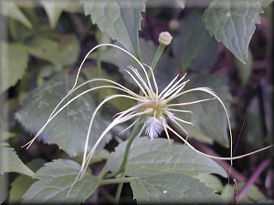 Clematis photograph