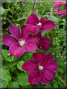 Clematis photograph