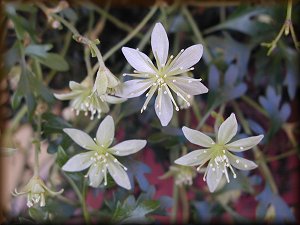 Clematis photograph