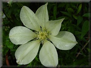 Clematis photograph