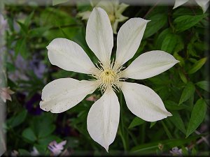 Clematis photograph