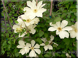 Clematis photograph