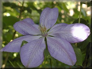 Clematis photograph