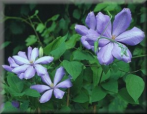 Clematis photograph