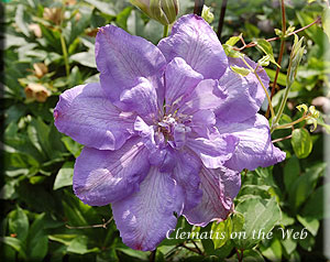 Clematis photograph