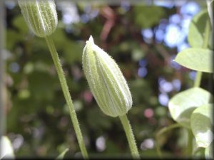 Clematis photograph