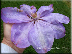 Clematis photograph