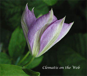 Clematis photograph