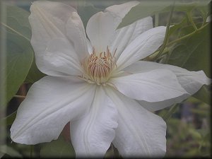 Clematis photograph