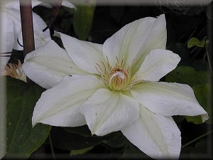 Clematis photograph