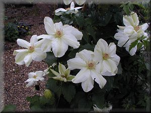 Clematis photograph