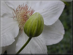 Clematis photograph