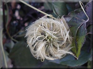 Clematis photograph