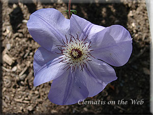 Clematis photograph