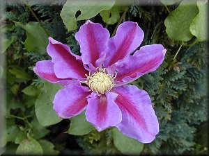 Clematis photograph