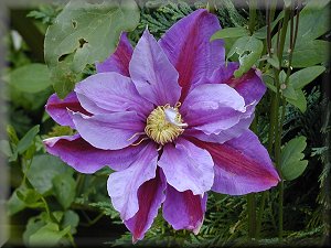 Clematis photograph