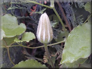 Clematis photograph