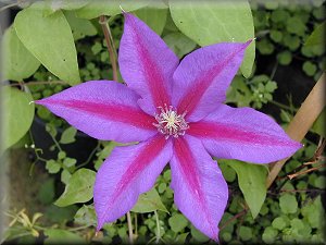 Clematis photograph